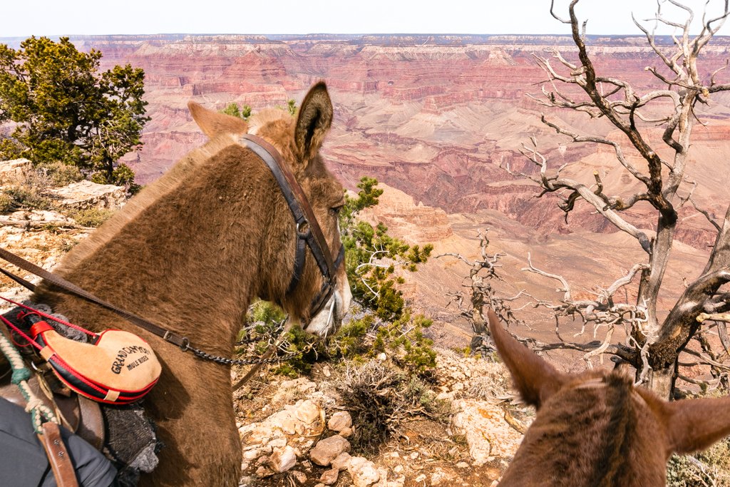 Mule Rim Ride Views