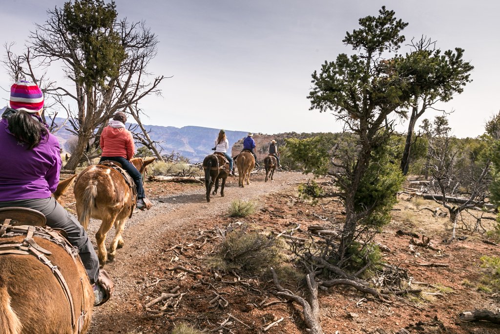 Riding Mules along the Rim