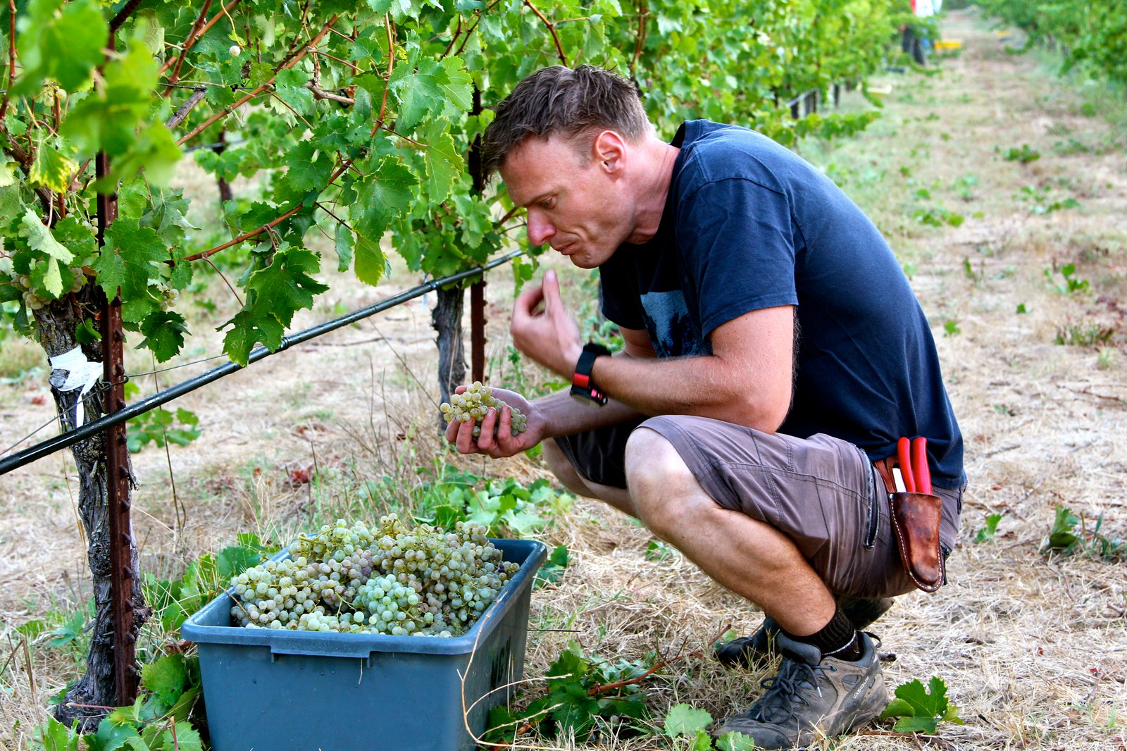 Borra Vineyards: Daring to be different in Lodi, California