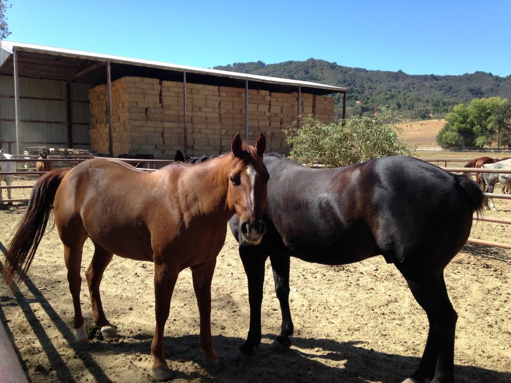 Horses at Alisal Guest Ranch