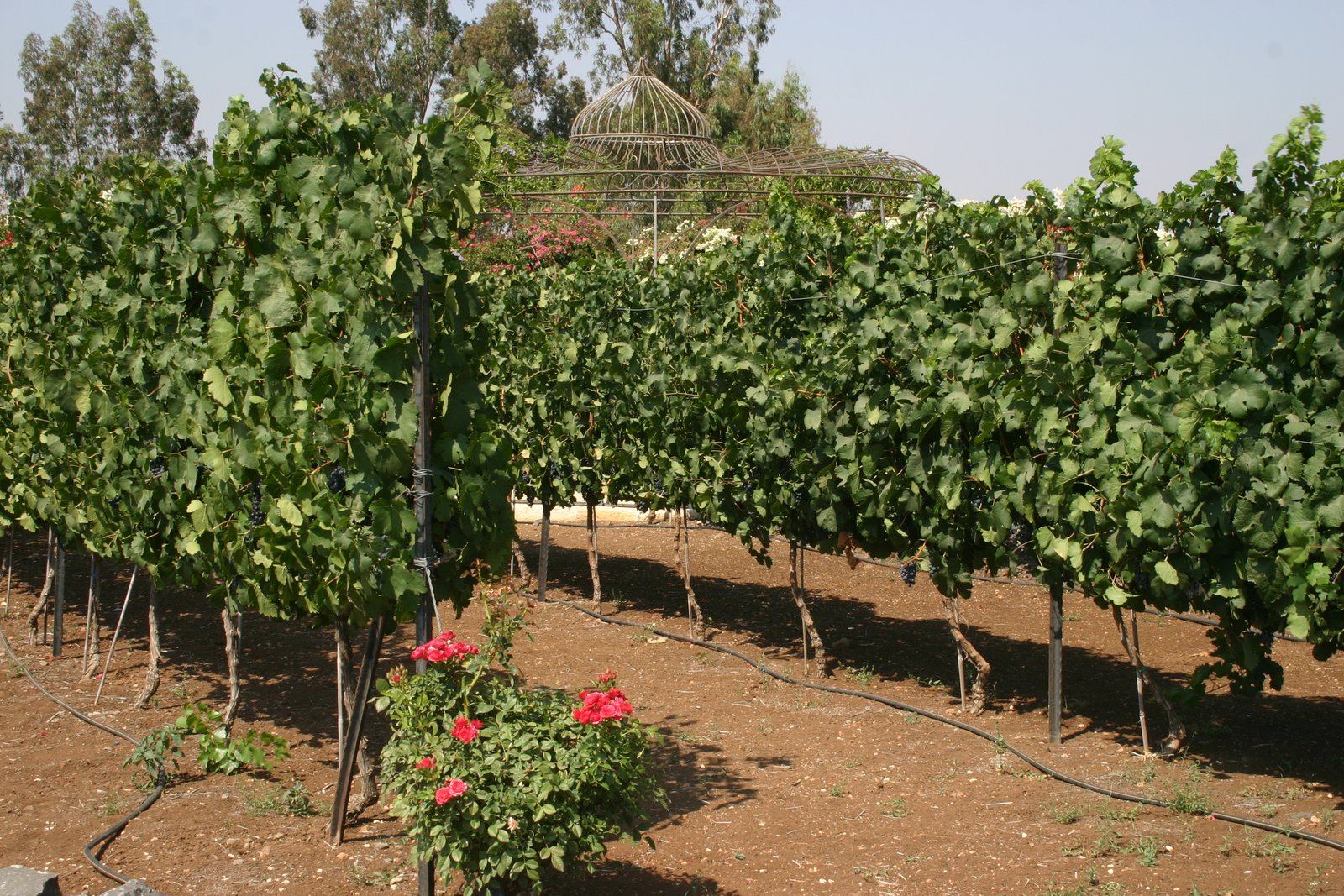 Israeli Wine, Around for Hundreds of Years