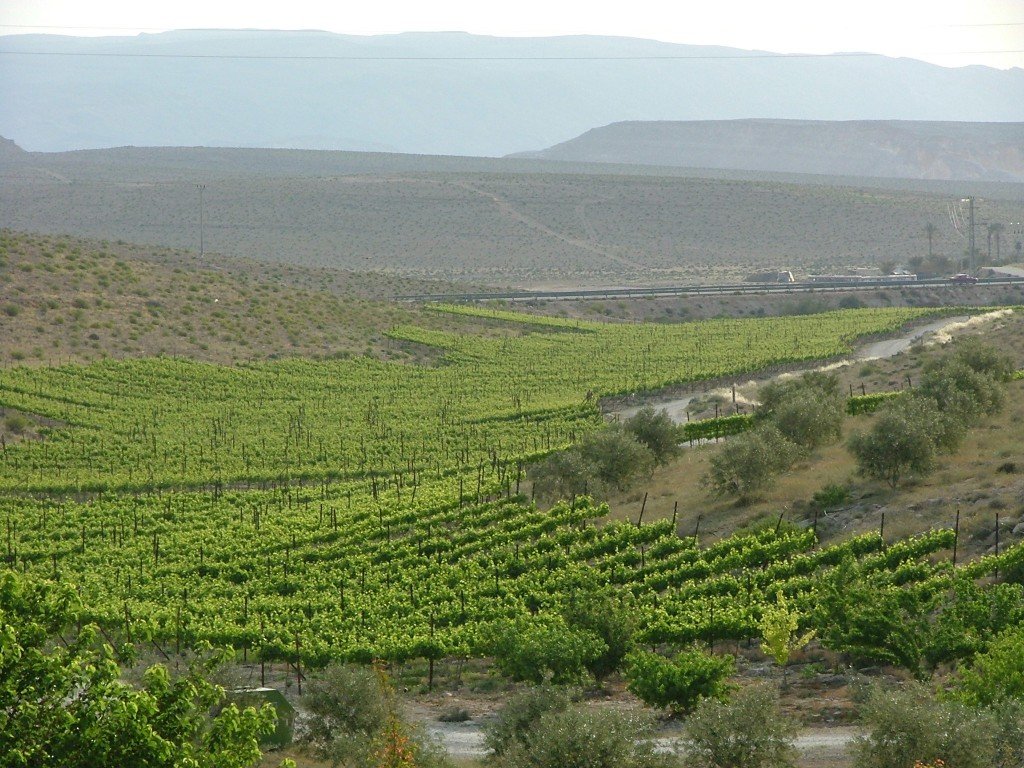 Israel Vineyards 2 Israeli Wine