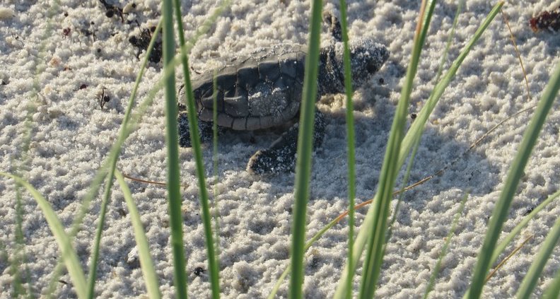 Turtle Patrol on the Florida Panhandle