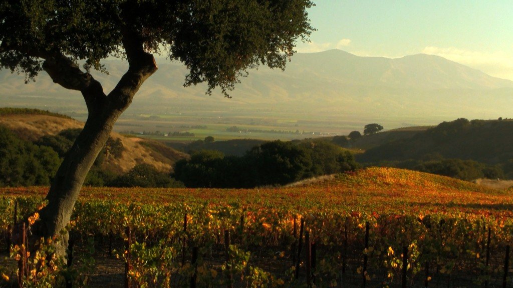 Monterey Vineyard