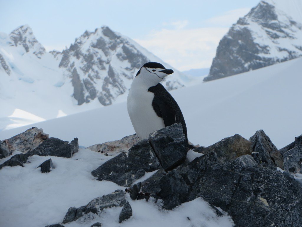 Antarctica penguin