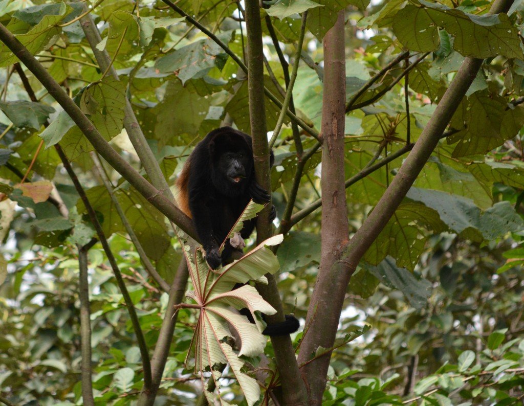 JANUARY article, Rachel Weil, howler monkey, credit Rachel, pic 6