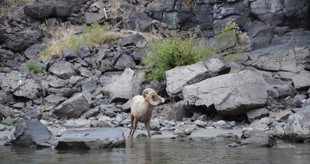 Bighorn sheep pausing for a drink in Hell's Canyon.