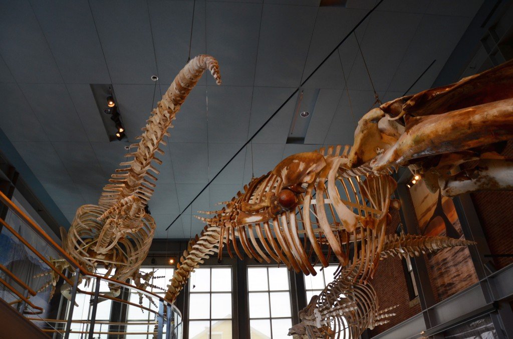 The New Bedford Whaling Museum