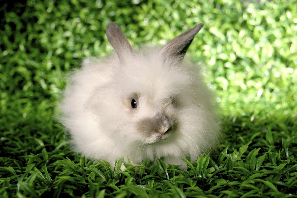 Angora-Rabbit-on-grass