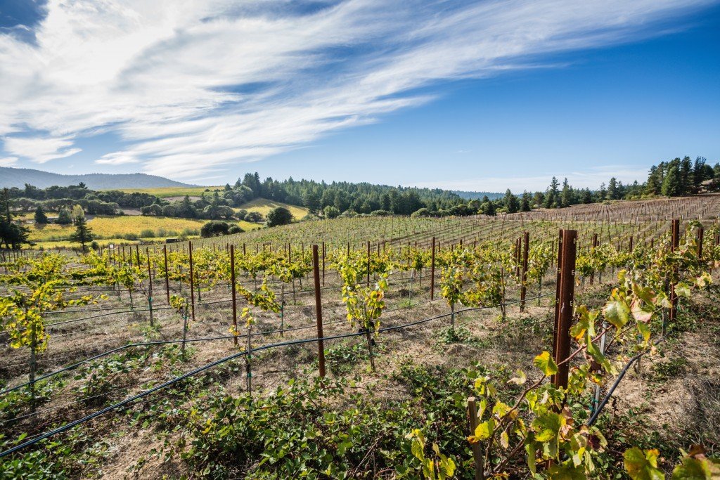 Lula Cellars Vineyards