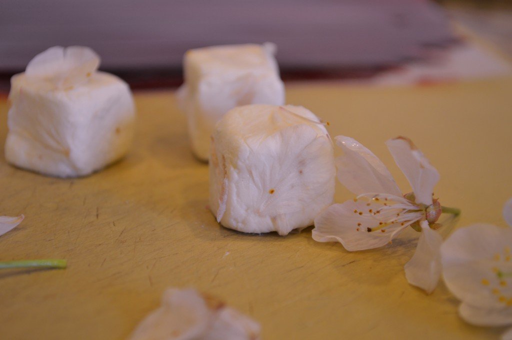 Chèvre and Cherry Blossoms