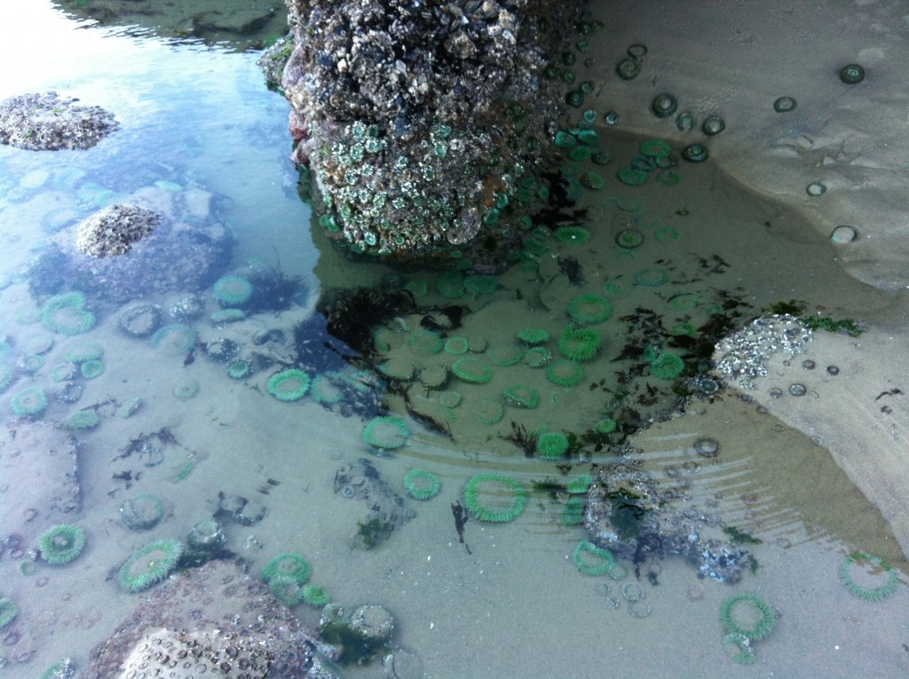 Sea anemone in a tide pool