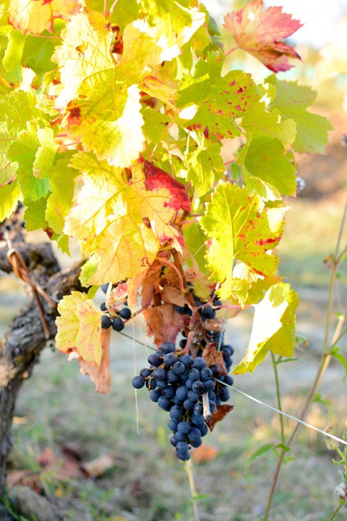 Vendanges in Bordeaux 