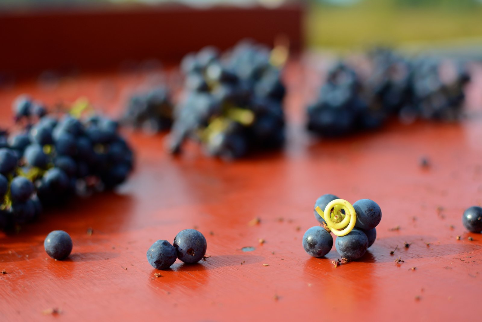 Vendanges in Bordeaux: Picking with a Purpose