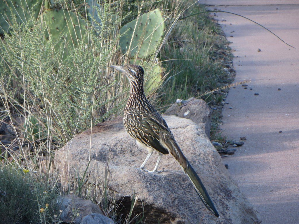 FEBRUARY - Put a pin in it - Big Bend Beckons - Debbie Stone (3)