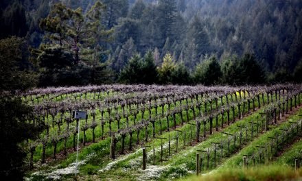 Benovia Winery Releases Spectacular 2014 Single-Vineyard Pinot Noirs