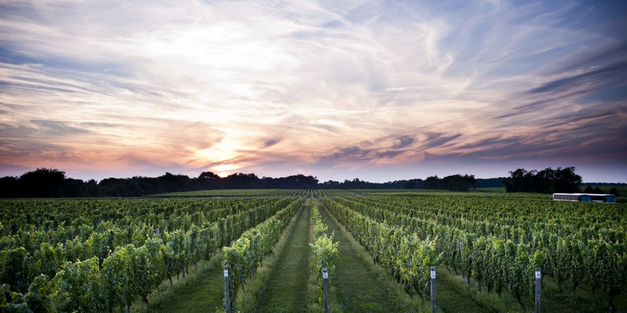 Long Island Wine: New York’s Big Grape