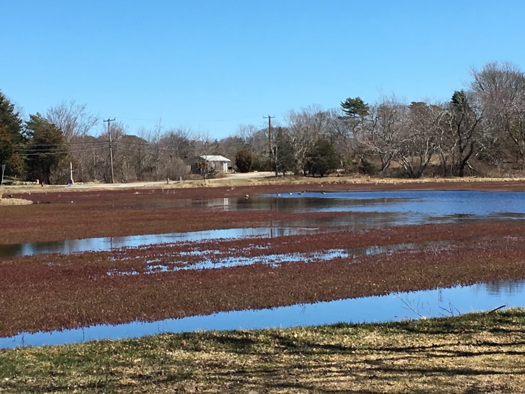 cape cod