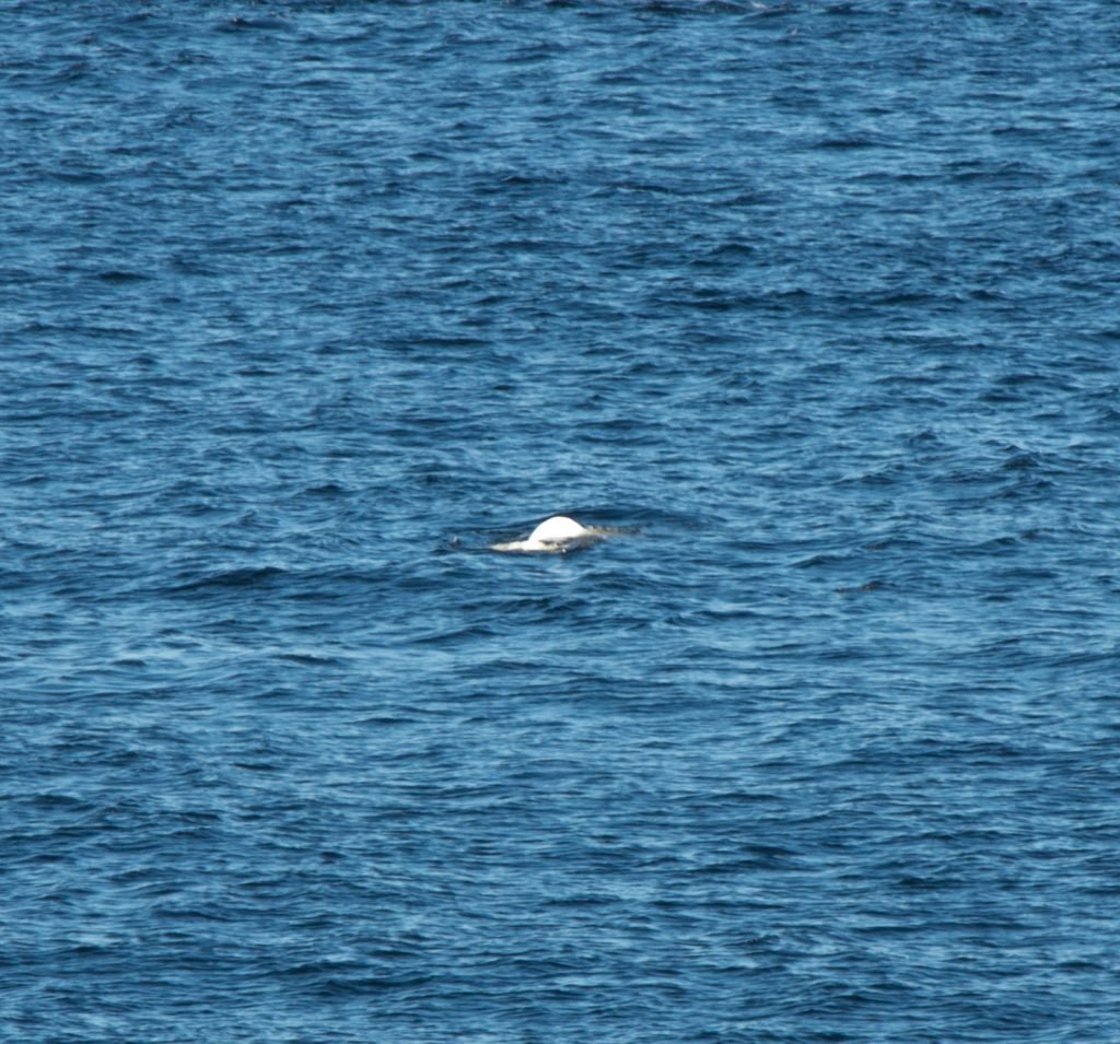 Beluga Whale