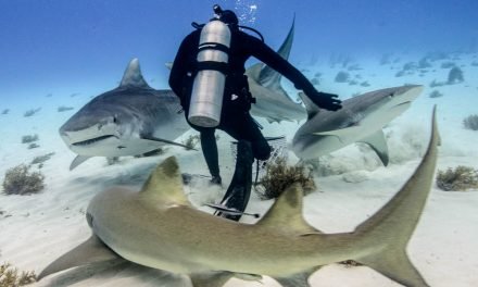 A Fish Called Emma: Bahamas Tiger Shark Diving