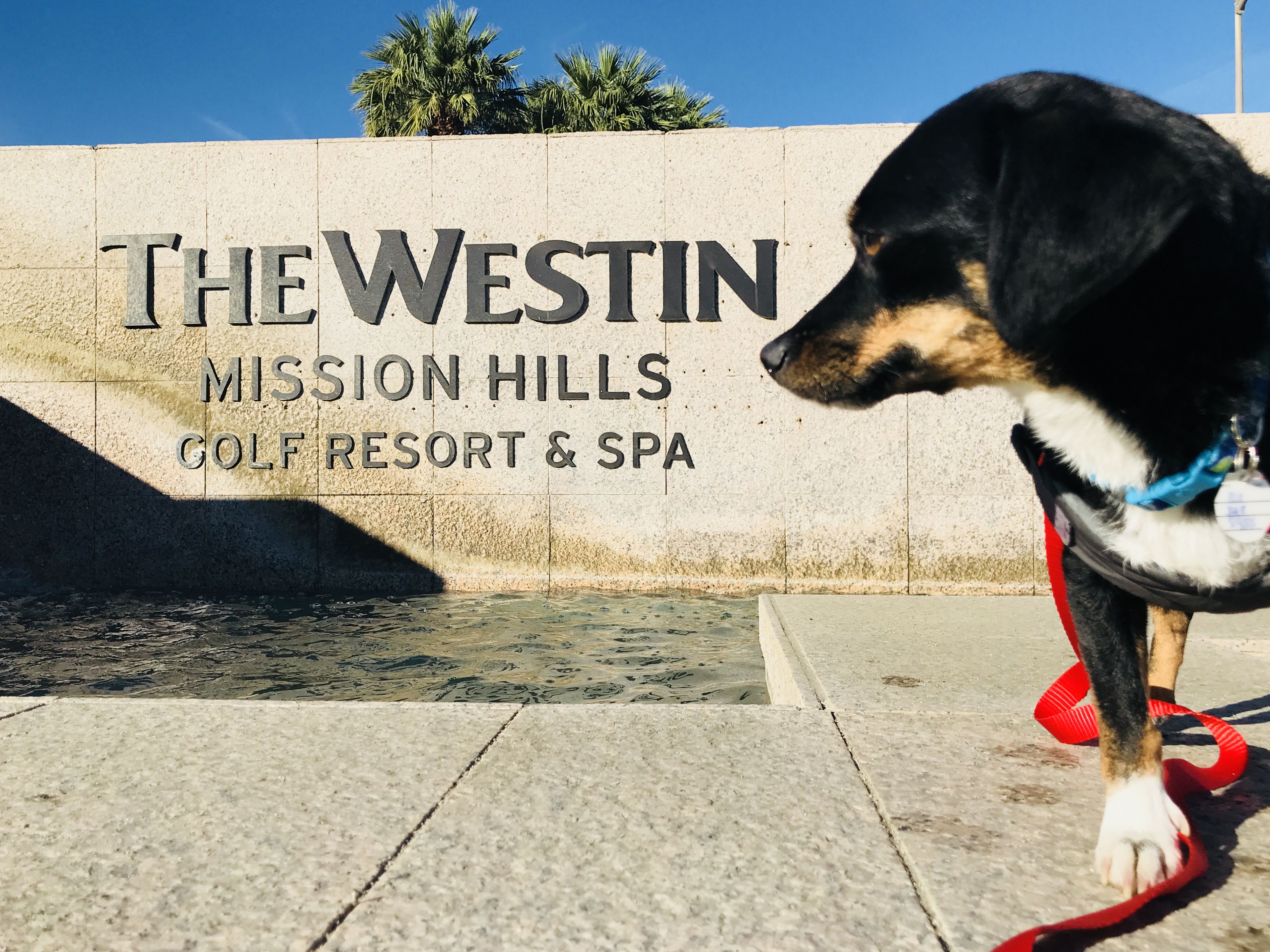 Yappy Hour at the Westin Mission Hills Golf Resort & Spa - Luxe Beat  Magazine
