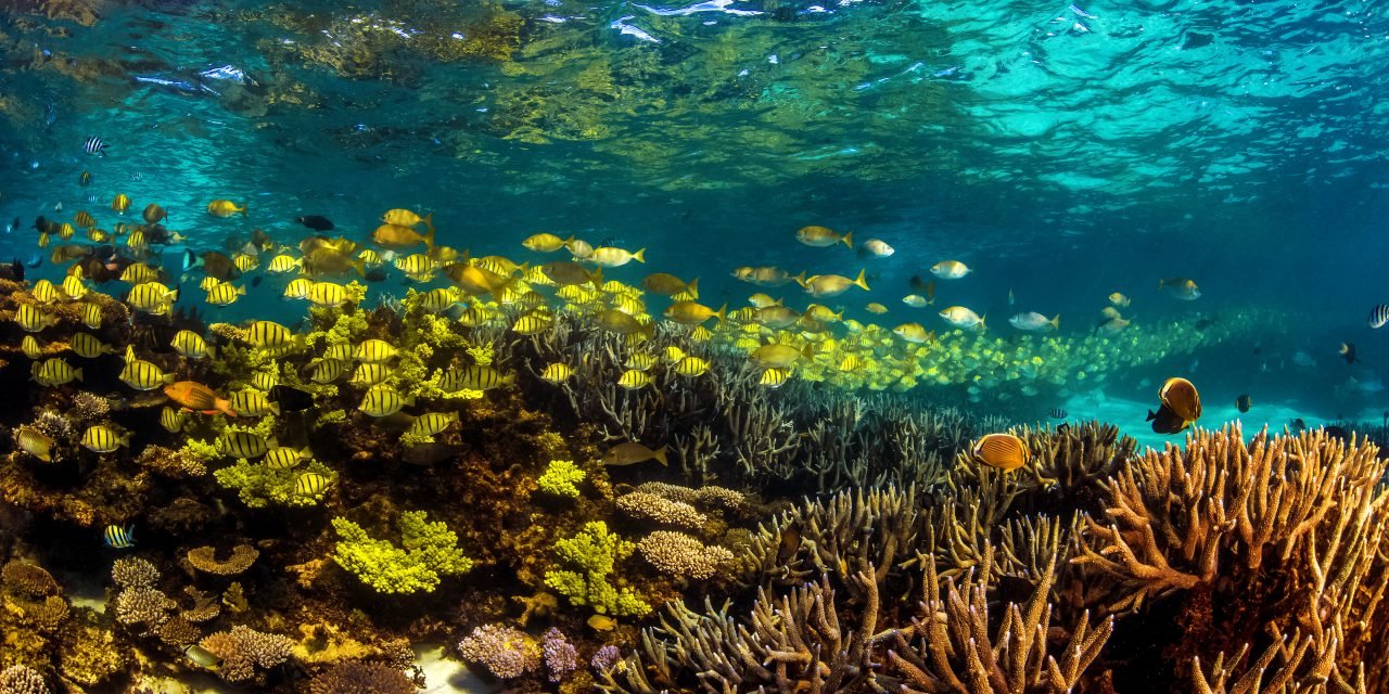 Explore Australia’s Largest and Undiscovered Fringing Reef