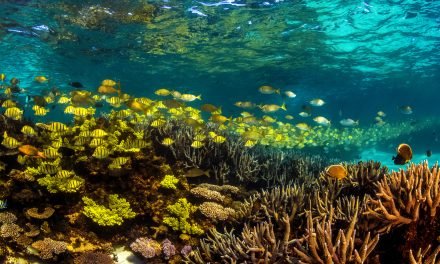 Explore Australia’s Largest and Undiscovered Fringing Reef