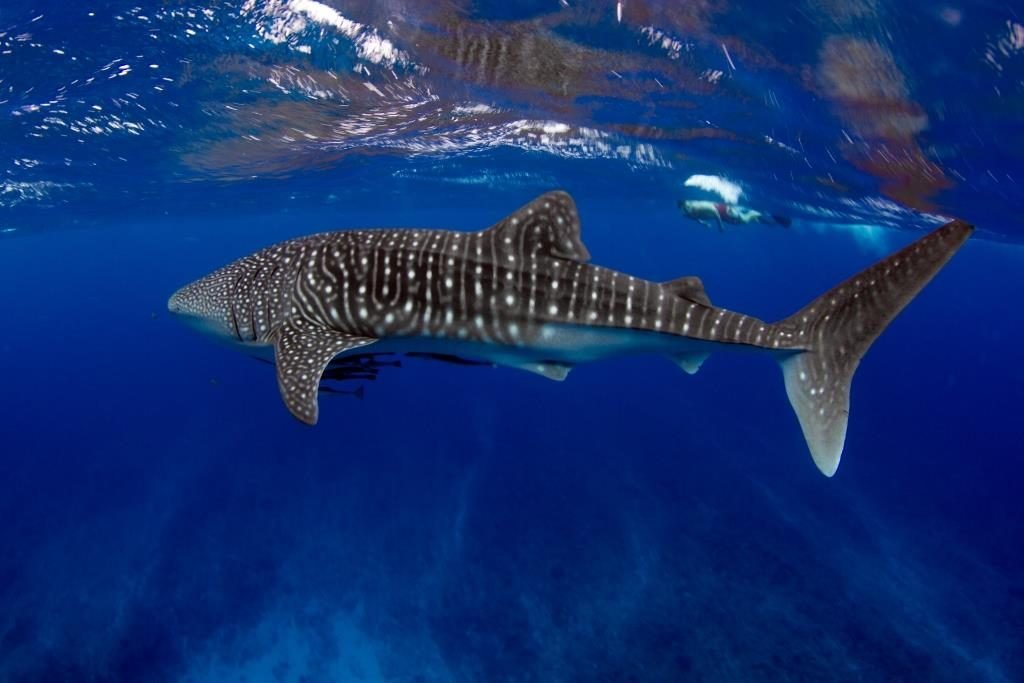 whale sharks western australia