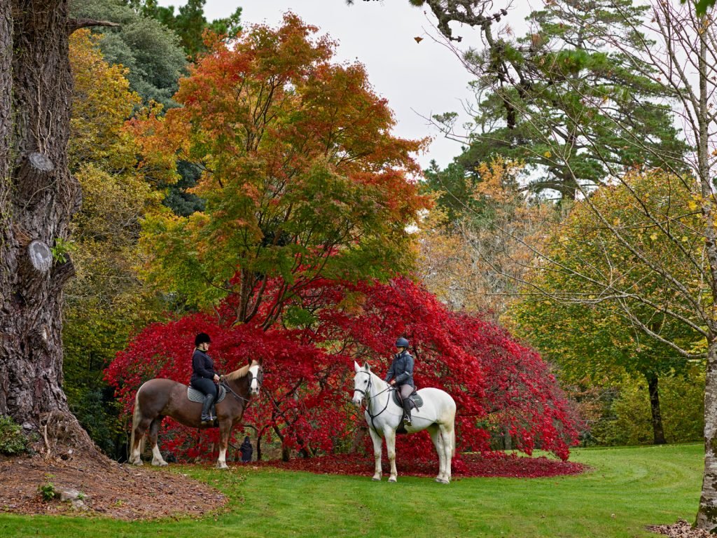 Ashford Castle Thanksgiving horses