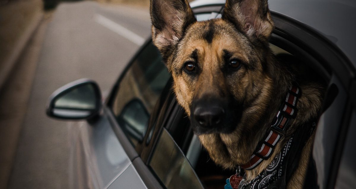 Silvercar by Audi Provides Stress-Free Travel For Dog Owners During The Holiday Season