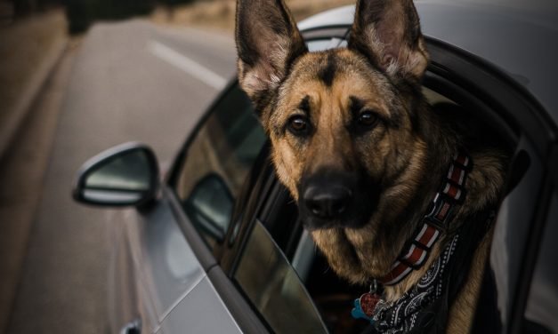 Silvercar by Audi Provides Stress-Free Travel For Dog Owners During The Holiday Season