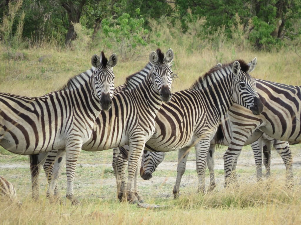 Chobe River safari put a pin in it Debbie Stone