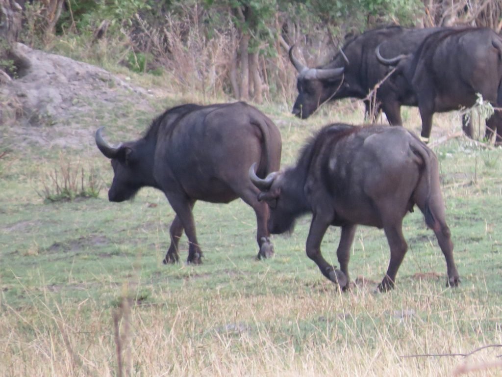 Chobe River safari put a pin in it Debbie Stone