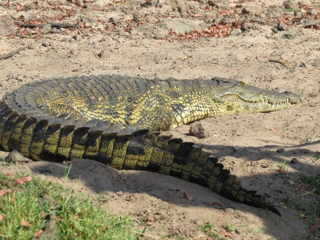 Chobe River safari put a pin in it Debbie Stone