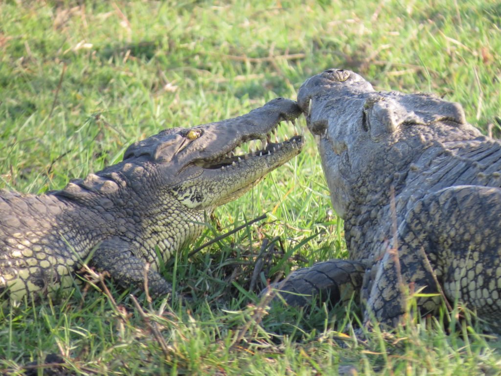 Chobe River safari put a pin in it Debbie Stone