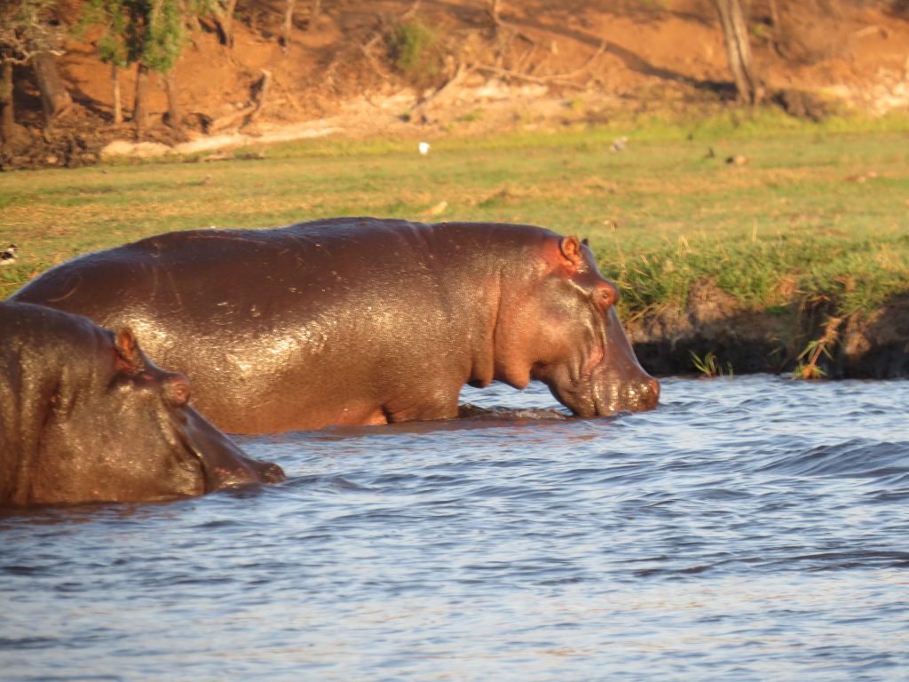 Chobe River safari put a pin in it Debbie Stone