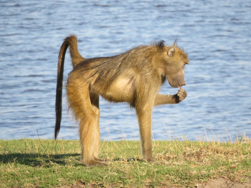 Chobe River safari put a pin in it Debbie Stone