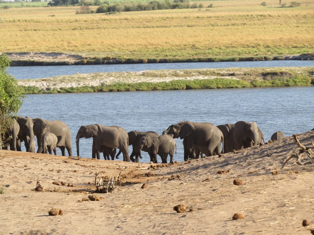 Chobe River safari put a pin in it Debbie Stone