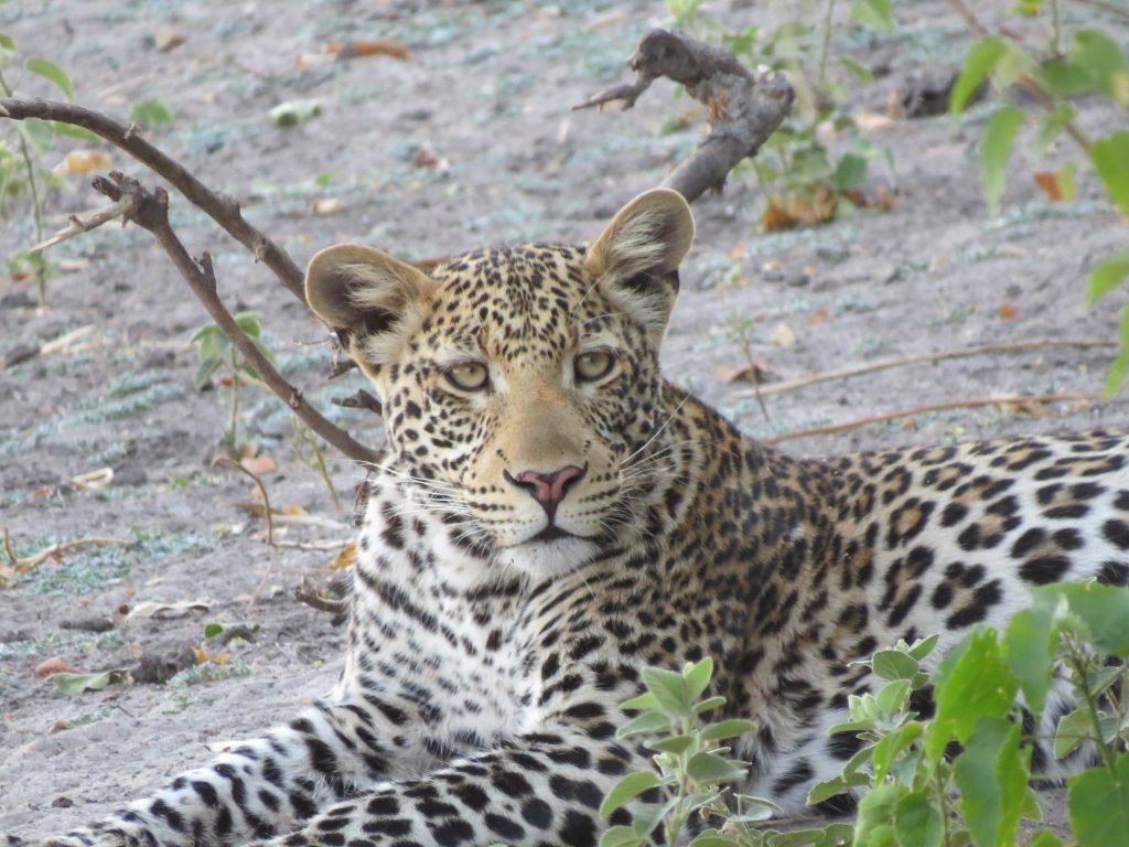 Chobe River safari put a pin in it Debbie Stone