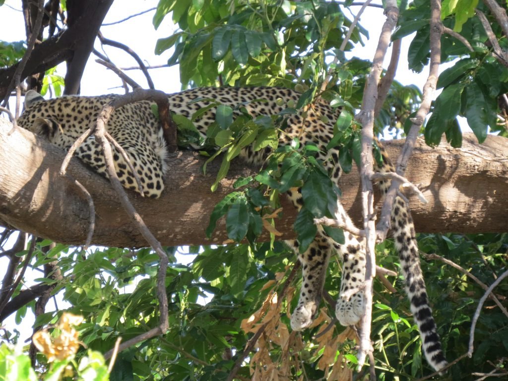 Chobe River safari put a pin in it Debbie Stone