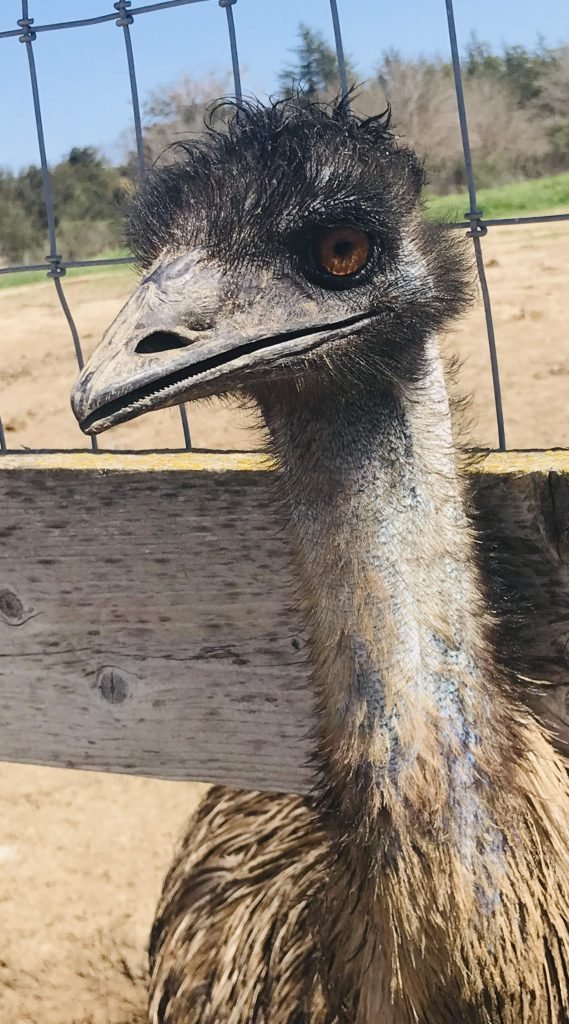 ostrich