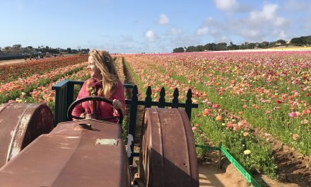 The Ranunculus Super Bloom in Carlsbad