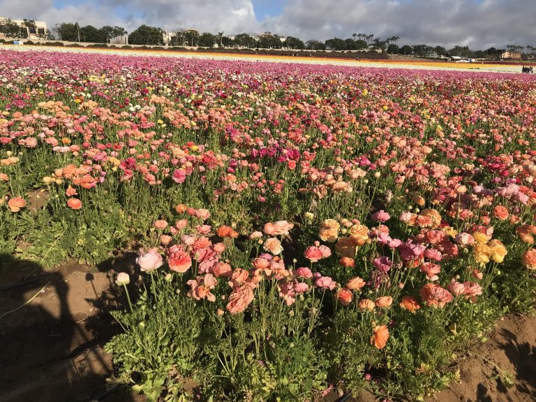 The Ranunculus Super Bloom in Carlsbad - Luxe Beat Magazine