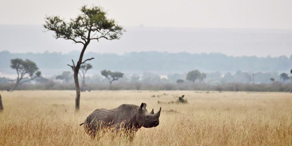 East Africa Safari