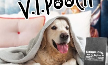 Ovolo Hotels Introduces New “V.I.Pooch” Pet-Friendly Program