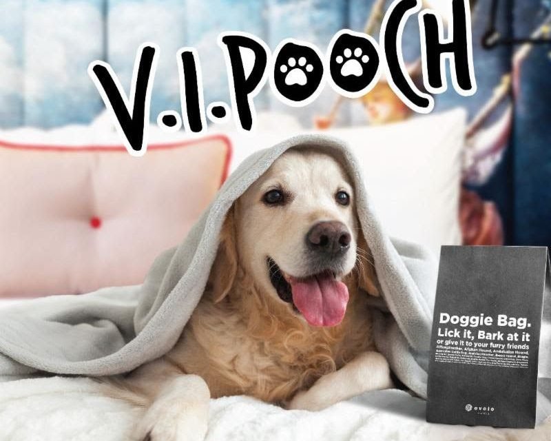 Ovolo Hotels Introduces New “V.I.Pooch” Pet-Friendly Program