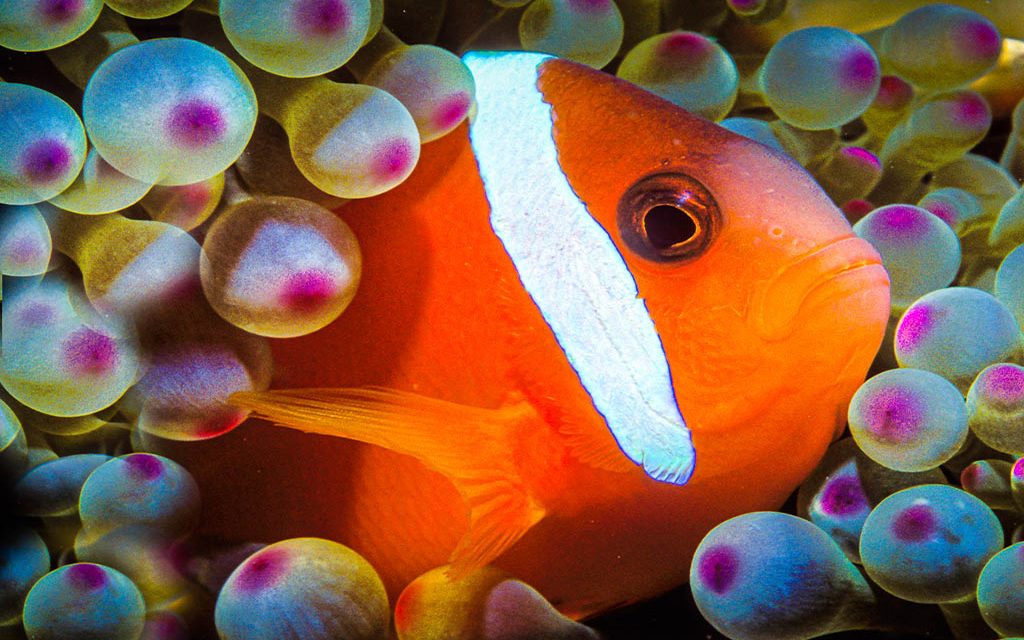 undersea pictures fish