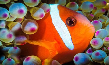 Fish Photography: The Ultimate Undersea Skill