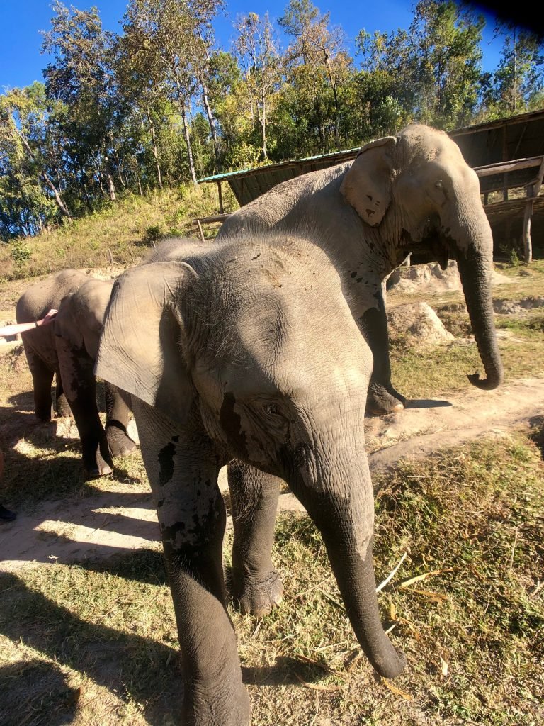 Into The Wild Elephant Sanctuary, Chiang Mai, Thailand