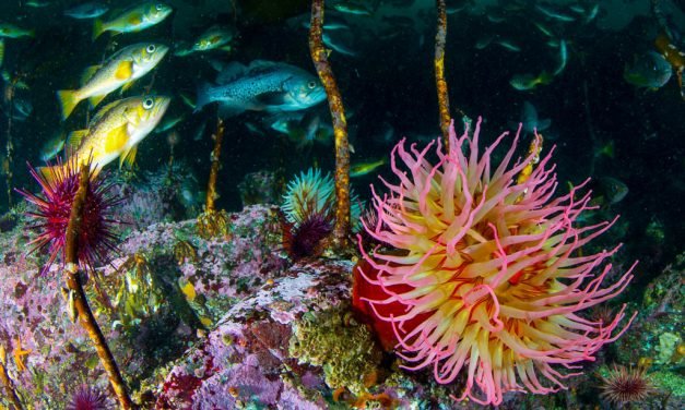 Raptures of the Deep: Beneath British Columbia’s Emerald Sea